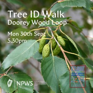 Tree ID Walk: Doorey Wood Loop Event Poster