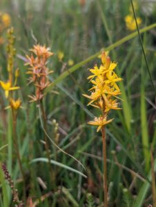 Bog Asphodel